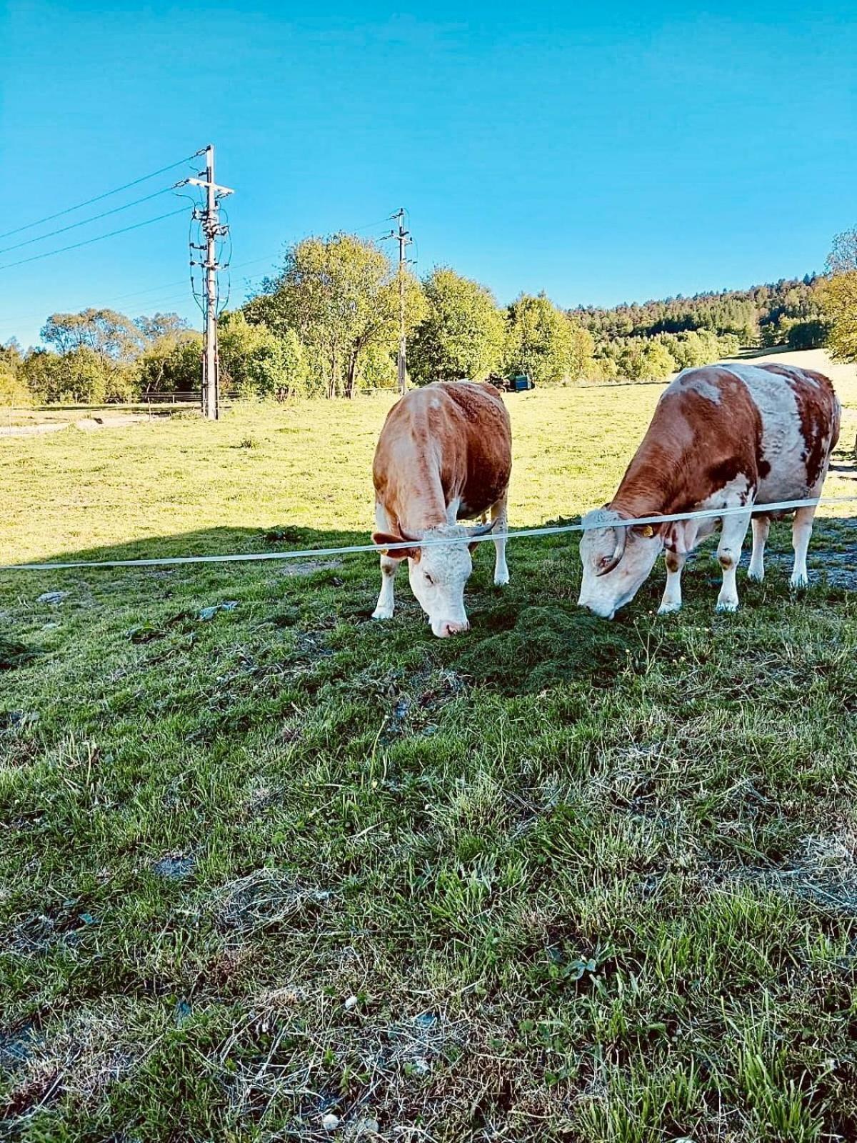 Chata Pod Wyciagiem Wańkowa Esterno foto