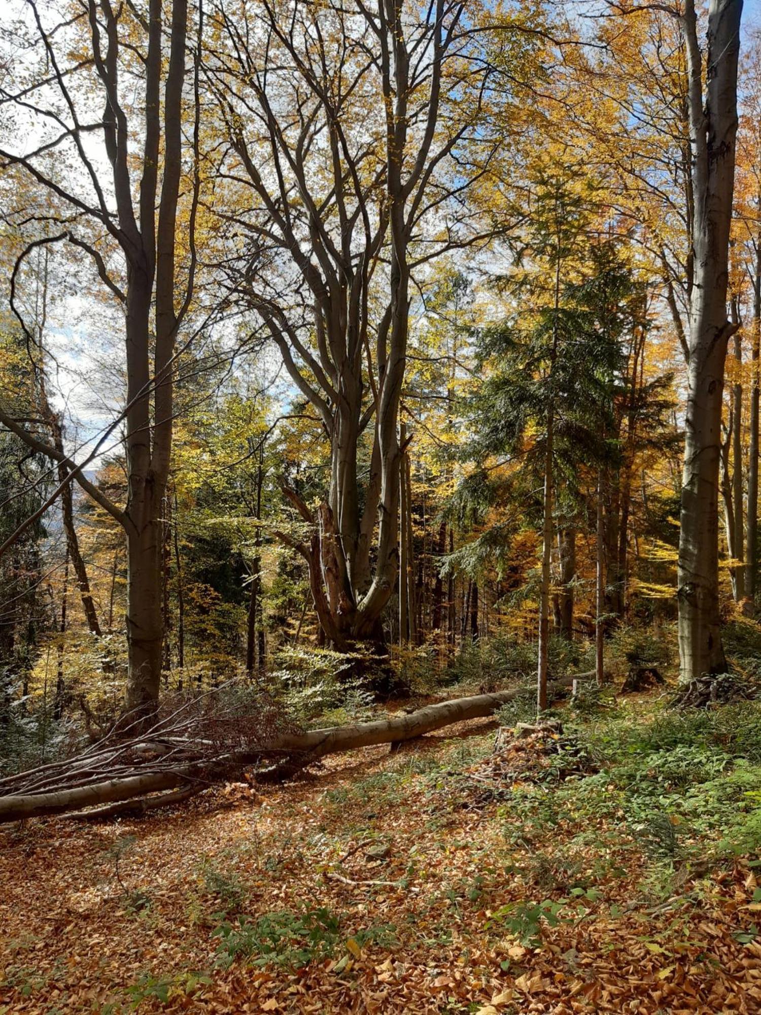 Chata Pod Wyciagiem Wańkowa Esterno foto