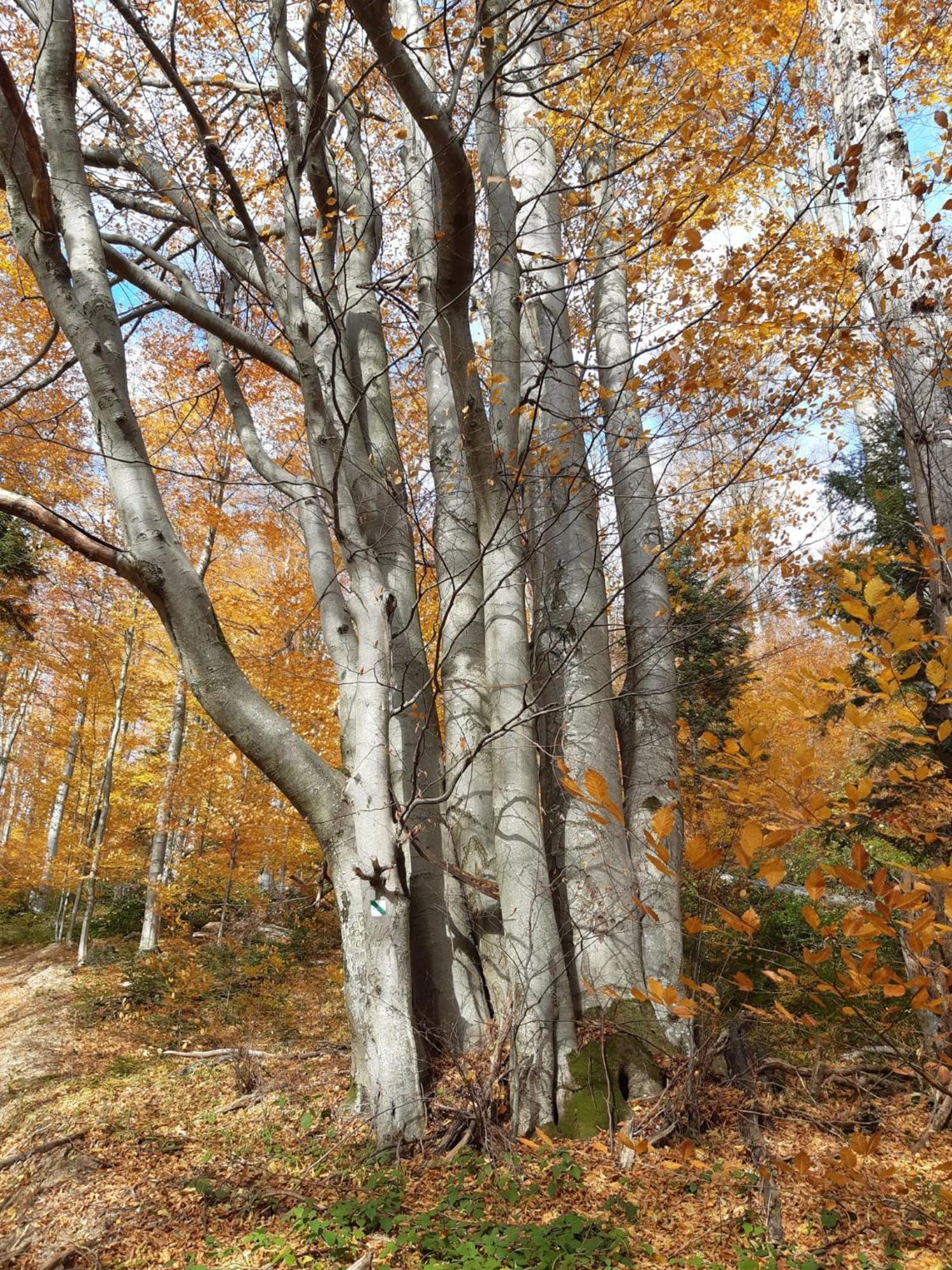 Chata Pod Wyciagiem Wańkowa Esterno foto